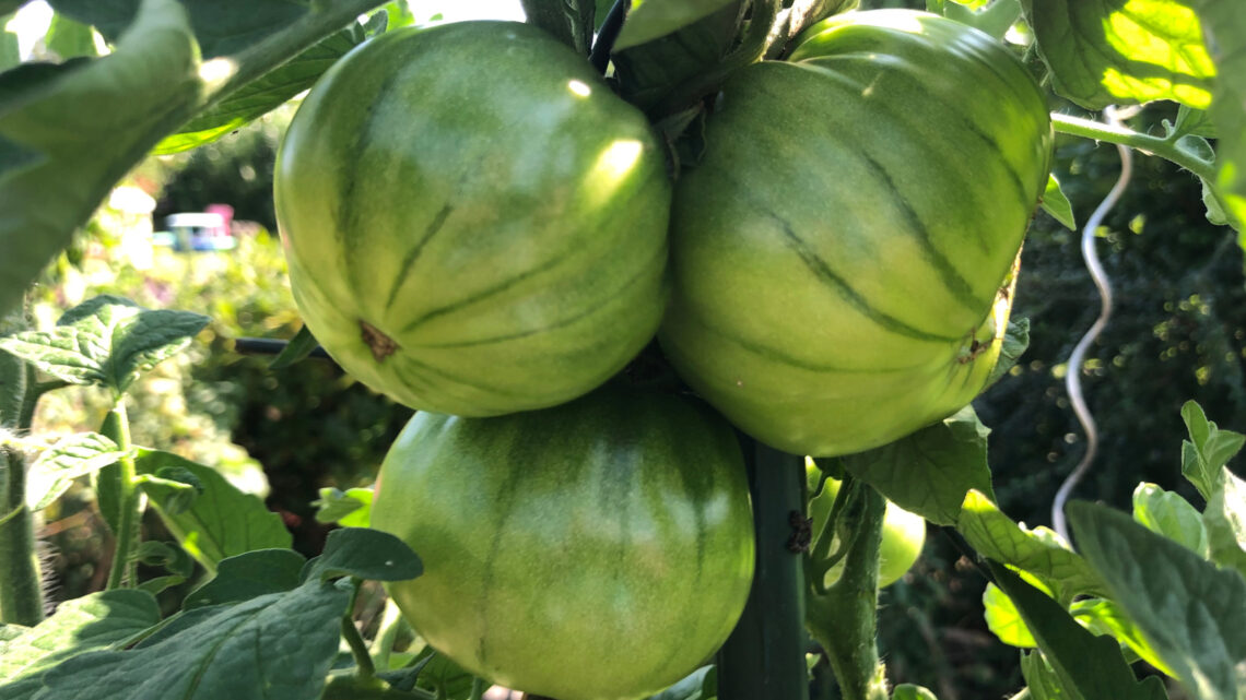 Tomaten im Sommer