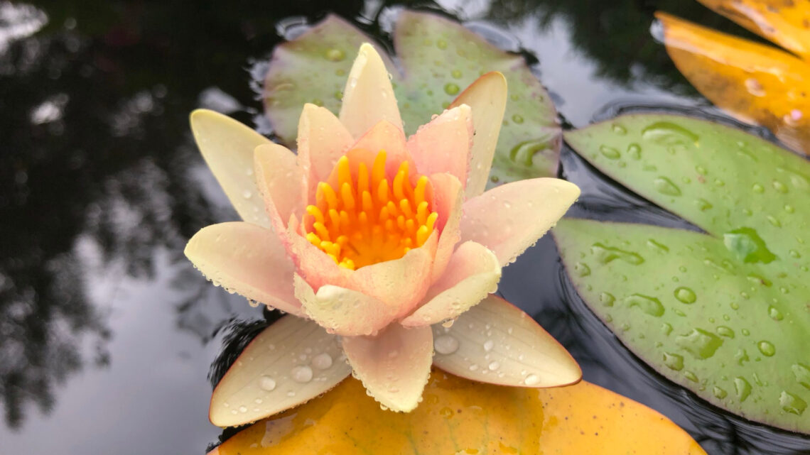 Seerose Teich Wasser Fotowettbewerb