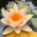 Seerose Teich Wasser Fotowettbewerb