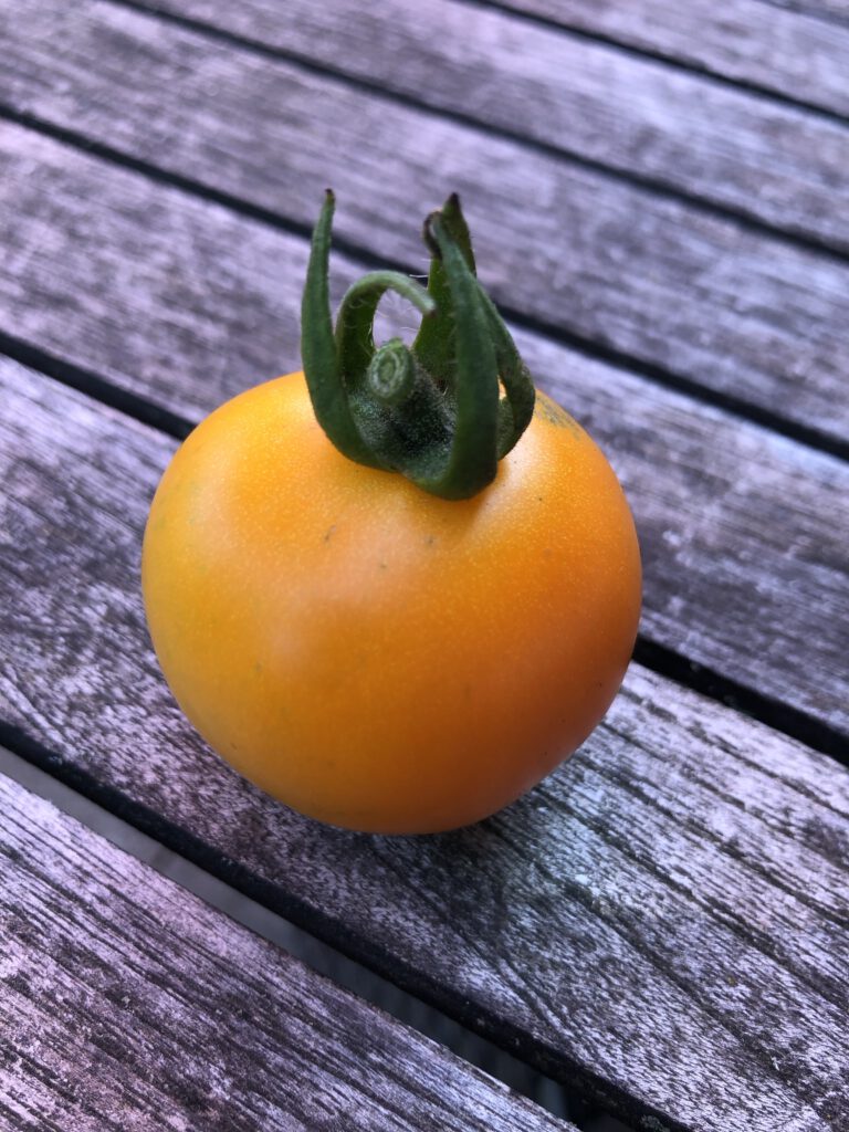 200 Stück Kartoffel Samen, Kartoffelsamen Zum Pfla Produktbild-Vorschau 2