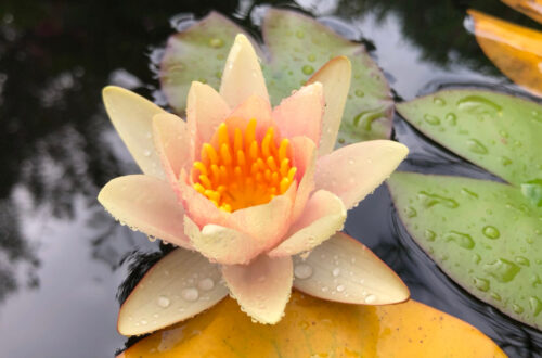 Seerose Teich Wasser Fotowettbewerb