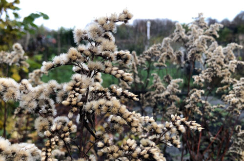 Winterquartier Biodiversität im Garten