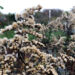 Winterquartier Biodiversität im Garten